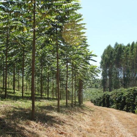 ZZ CEDRO AUSTRALIANO (2)