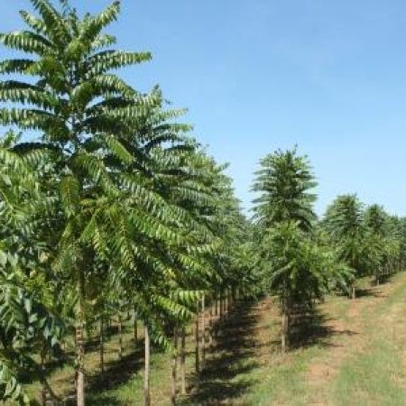 ZZ CEDRO AUSTRALIANO 3