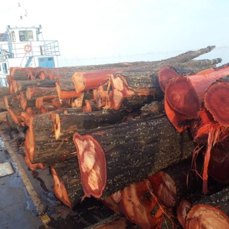 ZZ CEDRO AUSTRALIANO madeir